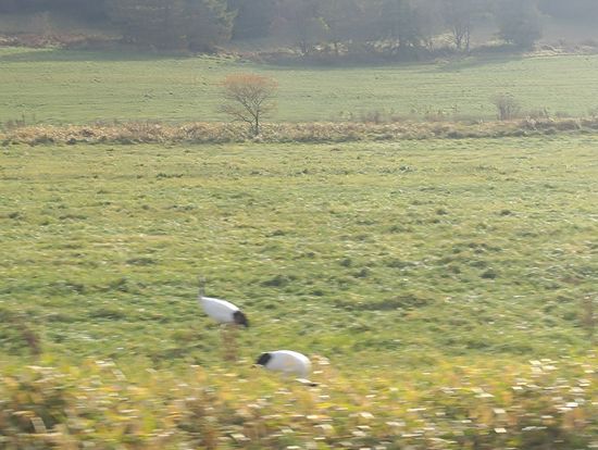 車窓より釧路湿原のタンチョウ
