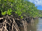 マングローブツアー