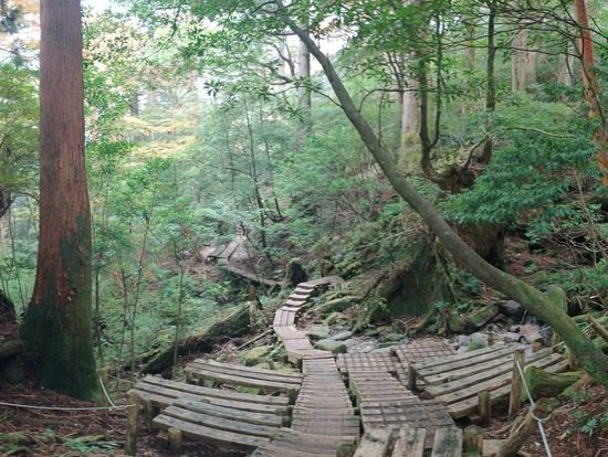 縄文杉の近くは板があるところが多め