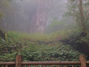 霧の縄文杉