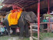 初めての象乗り体験は思いのほか楽しかった