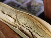 サラッと立ち寄るここココナッツファームが好き