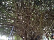 バニヤンツリー