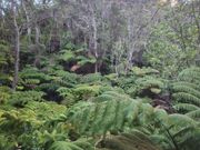 火山のところの植物