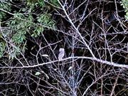 リュウキュウコノハズク