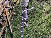 オビトカゲモドキ