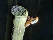 ちょうどセミが脱皮してる時に遭遇しました