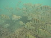 大きな魚の群れ