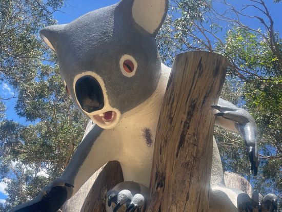 涼んでいるコアラ🐨