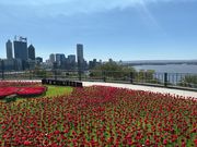 キングスパーク