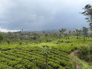 高原列車からの茶畑