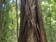 シメコロシの木