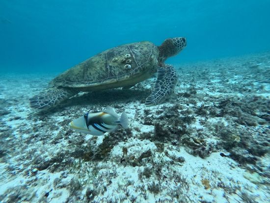 ばっちりアオウミガメを見ることができました！