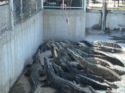 ワニの餌やり体験