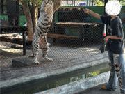 ホワイトタイガーへ餌やり