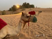 らくだに乗れます