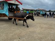 由布島へ水牛に乗って移動！