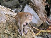 モンキービーチ