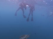 撮ってもらった水中写真