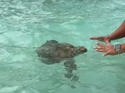 赤ちゃんのカメ