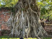 これを見に来てる！