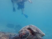 ウミガメには会える！！