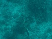 とてもかわいかったです🐢