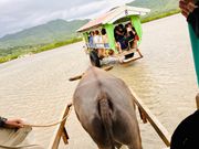 頑張って引っ張ってくれてる！