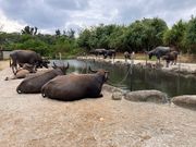 植物園の脇にある水牛さんのお休み所？