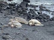 黒砂海岸亀の甲羅干し