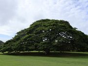 この木なんの木