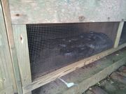 燻製前のイラブ