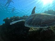 ウミガメさんが手の届く距離に