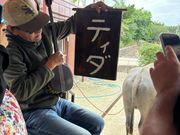 竹富島の水牛車