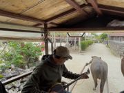 竹富島の水牛車と三線