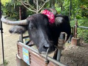 由布島の水牛さん