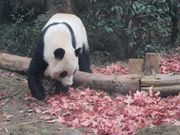 大きくなりました。