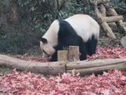 名前に因んだ楓の紅葉