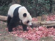 少し痩せて手足が長く見えました。