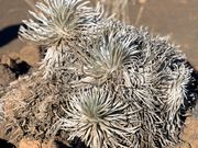 オニズカセンターで見られる銀剣草