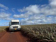 パイナップル畑の中で