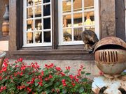 途中で寄ったシュールメール村の猫。