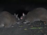 アマミノクロウサギも