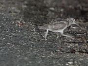 アマミヤマシギ