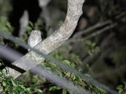 リュウキュウコノハズクも