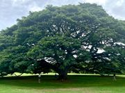 この木なんの木