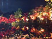 高台寺　池に映る紅葉