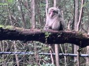 山の住人にご挨拶🐵