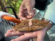 やんばるの自然を見て触れて