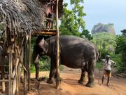 エレファントライド